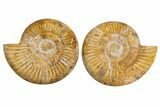 Cut & Polished Jurassic Ammonite (Perisphinctes) Fossil #344944-1